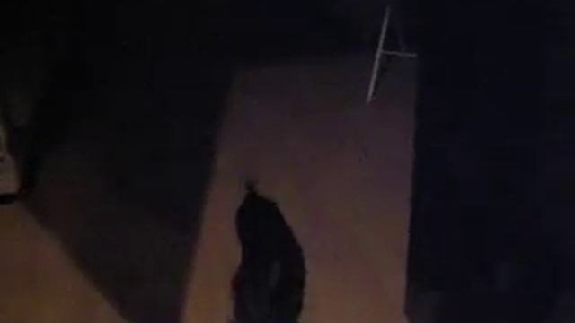 Кузя и трусы