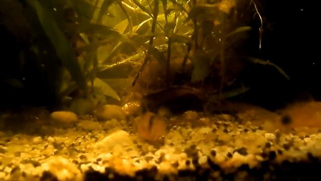 [Corydoras Trilineatus, Corydoras Pandas, Bettas femelles, Crevettes Bambou] Tranche de vie смотреть онлайн