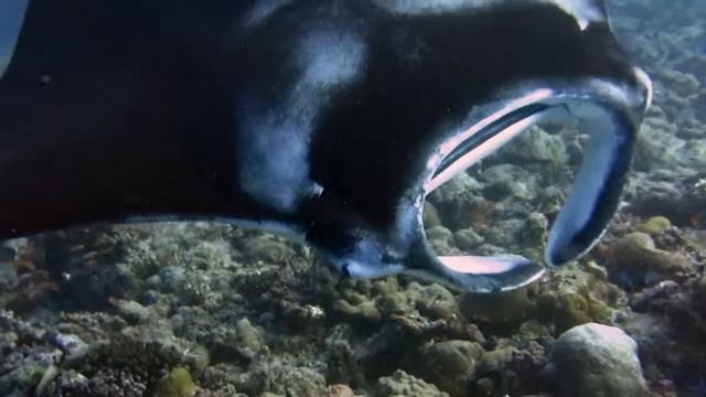 Manta rays shou Maldives, Maldiviana. December 2014. смотреть онлайн