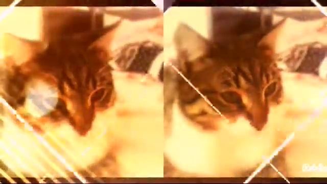 Моей кошке смотреть онлайн