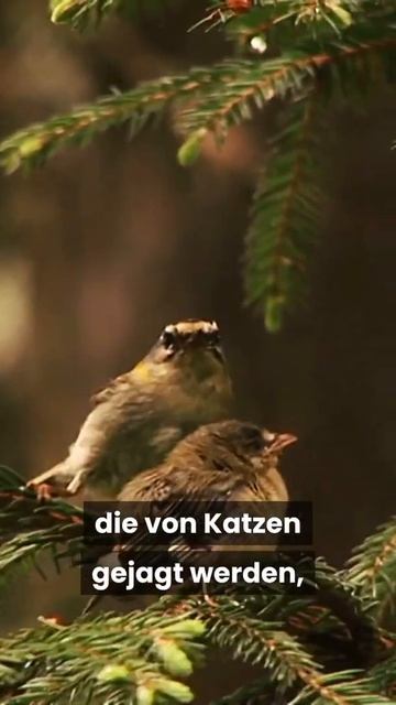 Ausgangssperre fur Katzen! Knallhartes neues Gesetz in einer Großstadt #shorts смотреть онлайн