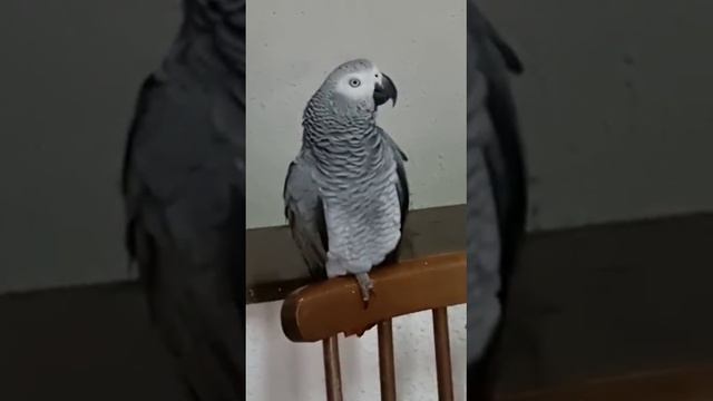 Выдает все что приходит в эту маленькую головку... смотреть онлайн