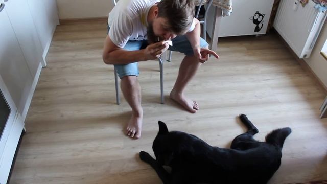 Пёс Балешма воуууу. смотреть онлайн