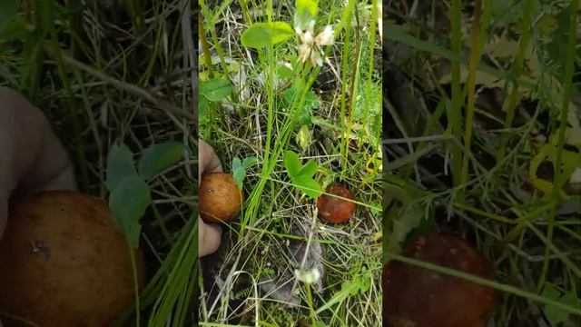 Подосиновики в Лен.области.16.07.2023г.