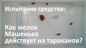 Проверяем, как мелок Машенька действует на тараканов?