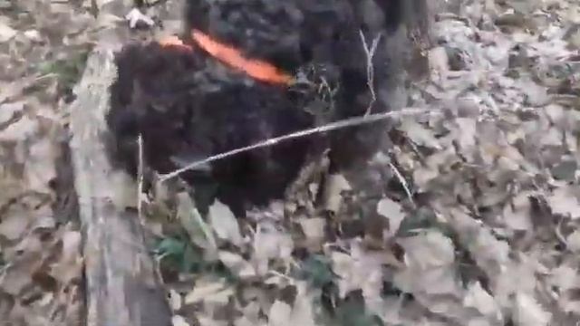 Lagotto Digs Brumale Truffles