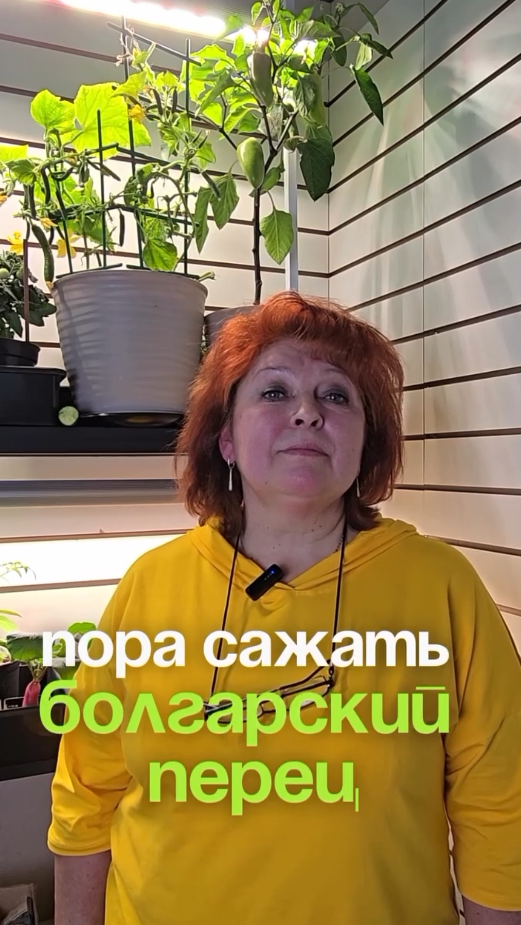 Когда какие семена сеять на рассаду? Извечный вопрос дачников! смотреть онлайн