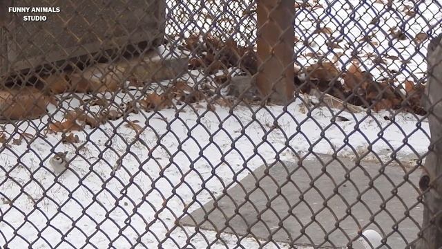 У голубей пернатые гости - Голубиная сага - Серия 180 смотреть онлайн