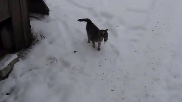 Кошка соня поймала мышку смотреть онлайн