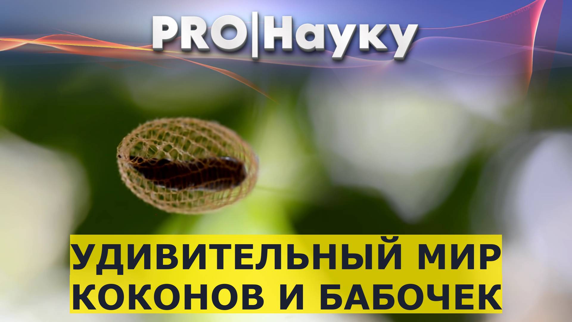 Удивительный мир коконов и бабочек смотреть онлайн