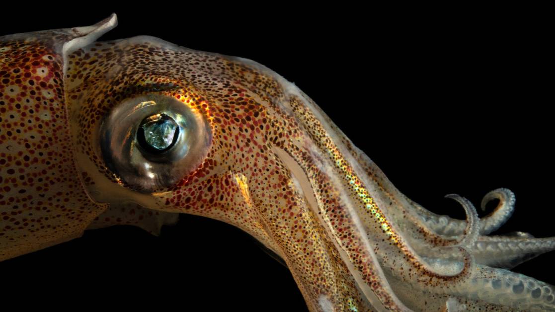 WATOP| Эта СУЩЕСТВО убивает всех КИТОВ, НАПАДАЕТ на КОРАБЛИ откладывает миллионы ЯИЦ и НЕ???