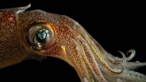 WATOP| Эта СУЩЕСТВО убивает всех КИТОВ, НАПАДАЕТ на КОРАБЛИ откладывает миллионы ЯИЦ и НЕ???