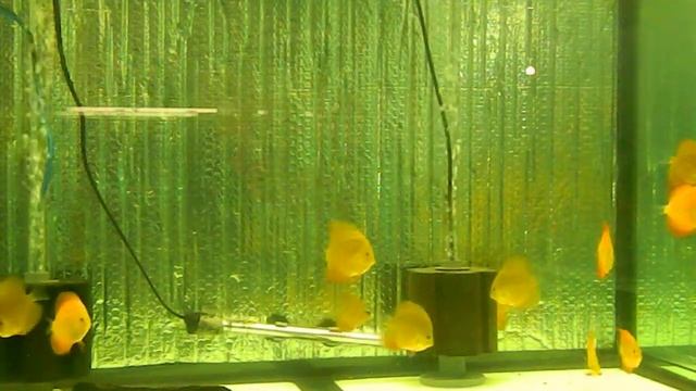 Red Cover - Golden Future breeders смотреть онлайн