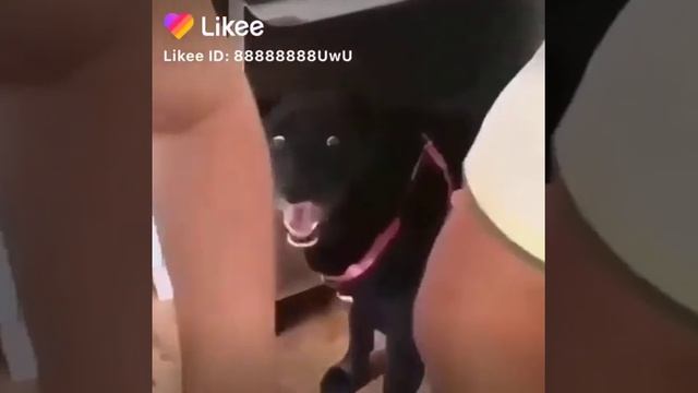 Смешная собака а другая ещё смешнее 😃😋🤣😂😄😅 смотреть онлайн