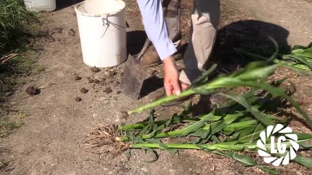 NEW Starcover Seed Treatment from LG смотреть онлайн