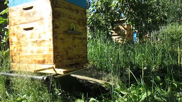 🐝Пчёлы несут нектар и пыльцу в улей🐝 смотреть онлайн