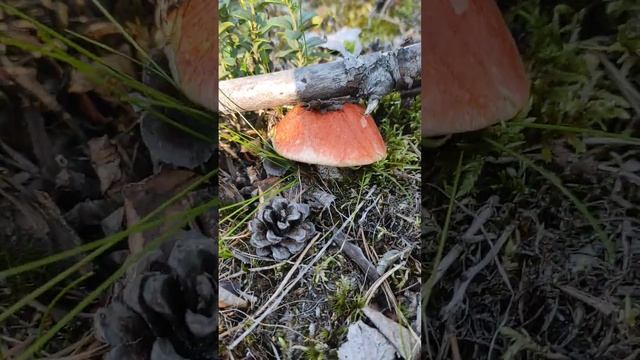 Любимые грибочки смотреть онлайн