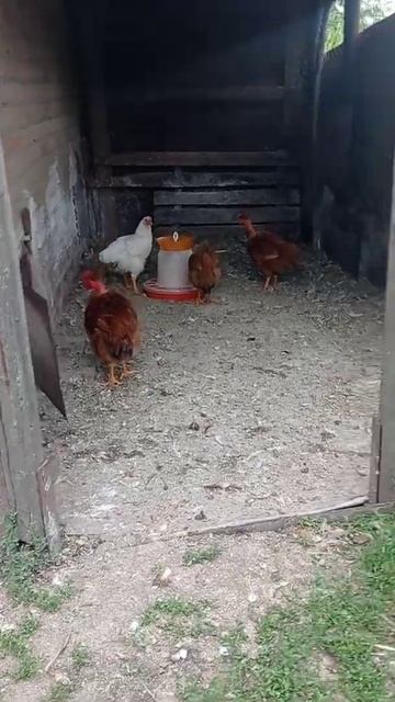Петух и гуси смотреть онлайн
