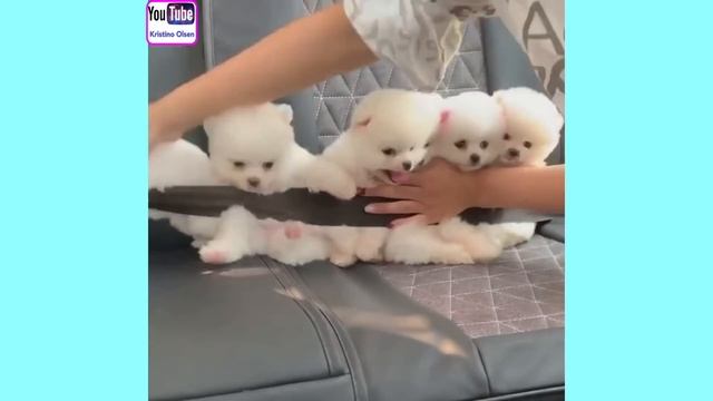 Cute puppy😚 смотреть онлайн