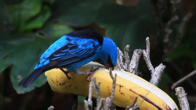 Saí Azul (Dacnis cayana)_Monte Alegre do Sul_SP. смотреть онлайн