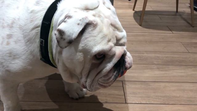 Lincoln plays a new game | ENGLISH BULLDOG смотреть онлайн