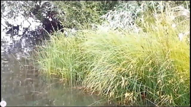 Клоп водомерка смотреть онлайн