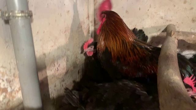 Мои куры Пушкинские, Маран, Фавероль и др.