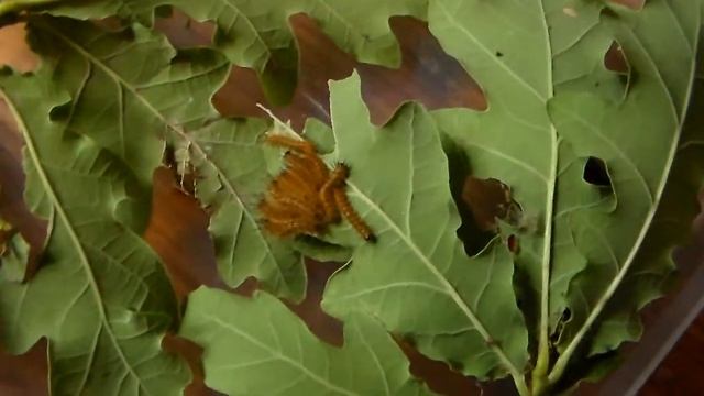 Automeris stacieae: Another Automeris moth смотреть онлайн