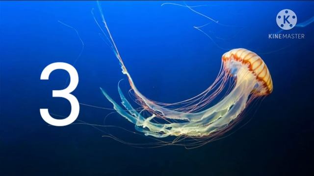 TOP 5 JELLYFISH IN THE WORLD смотреть онлайн