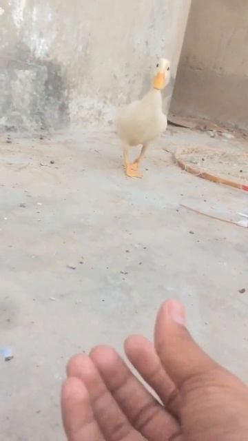 White Duck🦆|Mashallah😍#shorts #short смотреть онлайн