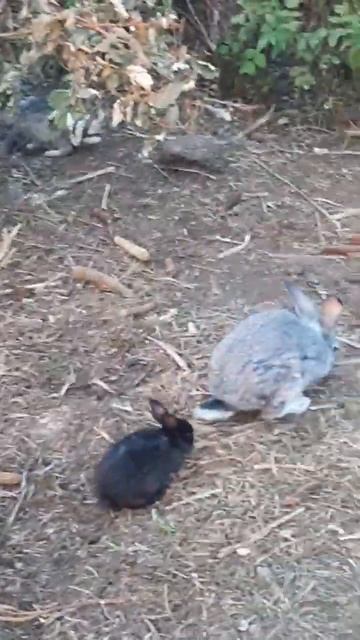 Милые кролики🐰 смотреть онлайн