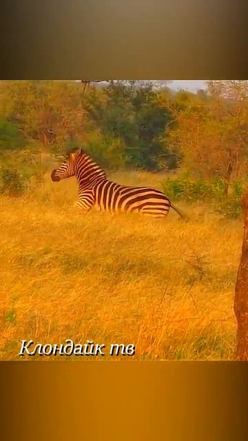 Зебру спасают удары копытом. смотреть онлайн