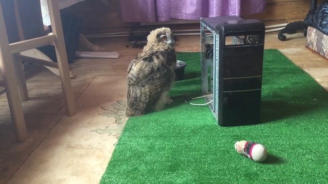 Zeus Owl Eagle смотреть онлайн