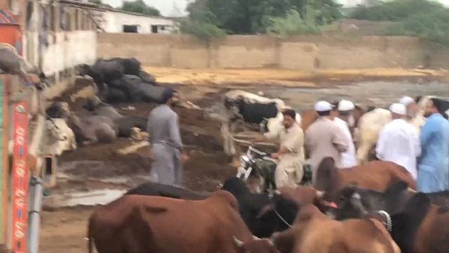 Gulshan-e- hadeed ka. Sath live weight ke Hisab sa janwar for sale at chaudhari Aslam cattle far смотреть онлайн