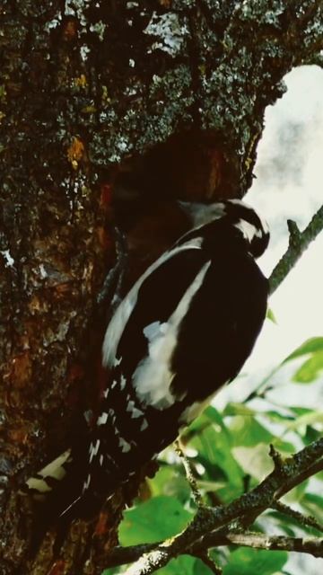 Beautiful Woodpecker feeding -forest birds sounds ☺️#shorts #woodpecker #birdsounds #forestsounds смотреть онлайн