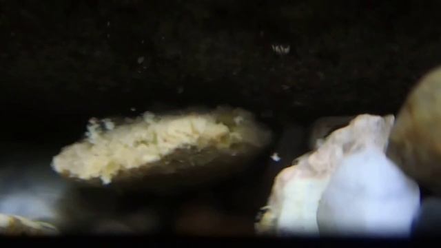 植物系配合飼料を食べるシマイシビル20161202 смотреть онлайн