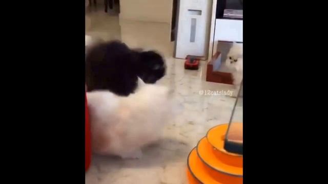 СМЕШНЫЕ КОТЫ ПРИКОЛЫ С КОТАМИ ТОПовая подборк смотреть онлайн