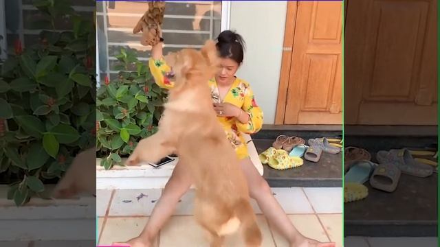 amazing beautiful girl playing with dog смотреть онлайн