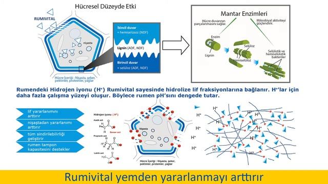 Rumivital - Maksimum Sindirim & Verim