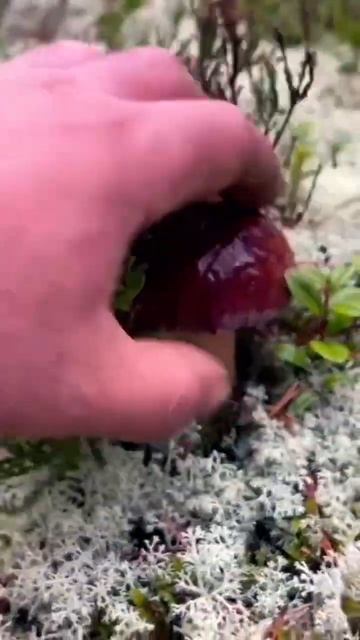 ГРИБНИК ПОПАЛ В ГРИБНОЙ РАЙ И БЫЛ В ШОКЕ ОТ УВИДЕННОГО! КАРЕЛИЯ ! Я В ОБМОРОКЕ! БЕЛЫЕ ГРИБЫ БОРОВИК