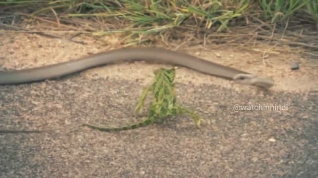 King cobra vs Black mamba Fight смотреть онлайн