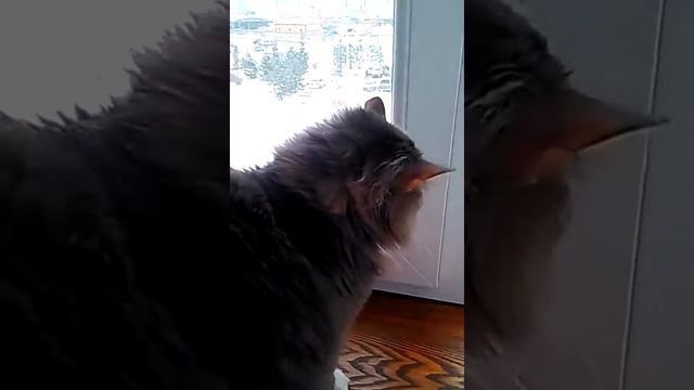 Храбрая птичка неправда ли? смотреть онлайн