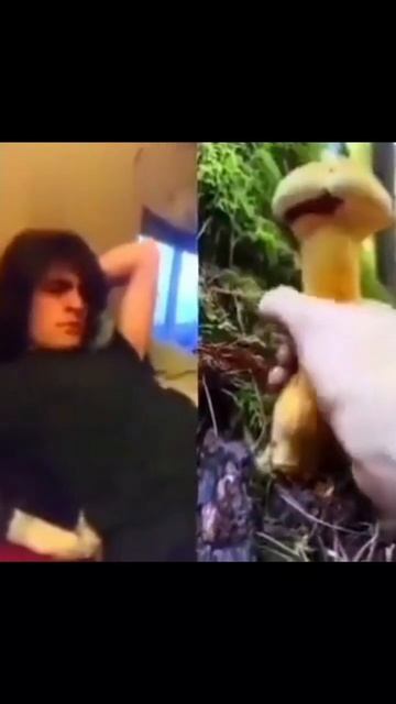 Знаки зодиака как Мемы Ч.3🤫 Дева #смешно#грибы#астрология#дева