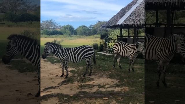 The Dentists are Out ll CORON PALAWAN 2019 watch in HD смотреть онлайн