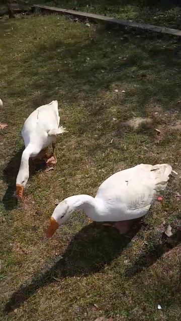 jhankar k payar 🐵🐔🐶🐷 k liye😘 смотреть онлайн