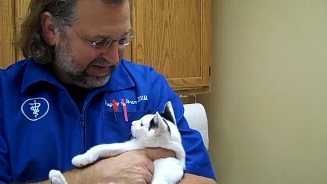 Kitten Cat Declaw Cost (847) 524-8387 ( Elk Grove Village IL, Schaumburg IL, Itasca IL) смотреть онлайн