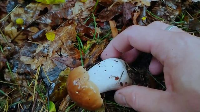 Як правильно збирати гриби? 🤔