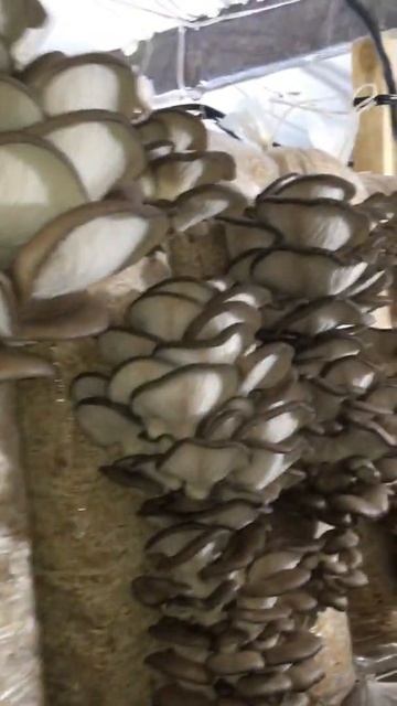 Veshenka Kaxasunk вешенка