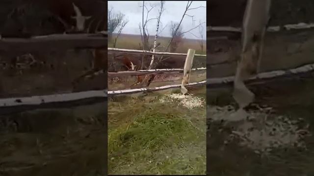 Охота на бобра. Мечты об ограде смотреть онлайн