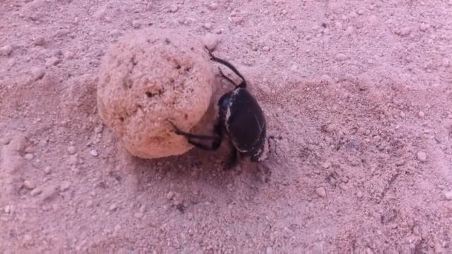 Dung Beetle смотреть онлайн